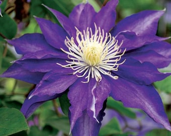 Clematis ‘Haku Okan’ — Flores grandes de color púrpura real / Enredadera que florece en primavera y finales de verano