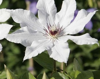 Gorgeous clematis flowering vine - 8 inch blooms white - Prince Henryi - very tall