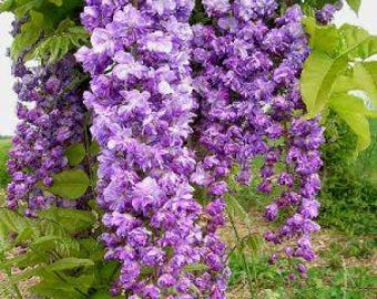 Glicina japonesa de doble flor púrpura: una cascada de fragancia púrpura en primavera.