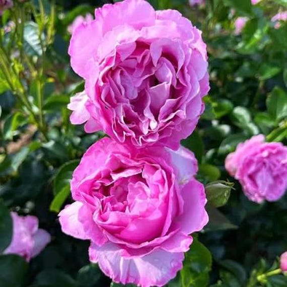 Delbard Alexandra David Neel - Romantic Florist Rose - Floribunda