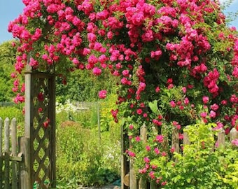 Peggy Martin Louisiana Rambling Climbing Rose