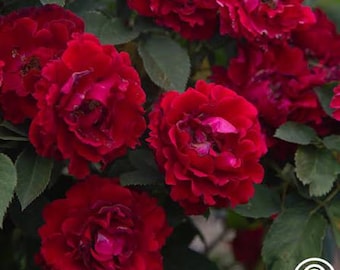 Danse dans le noir - rose aimant la chaleur