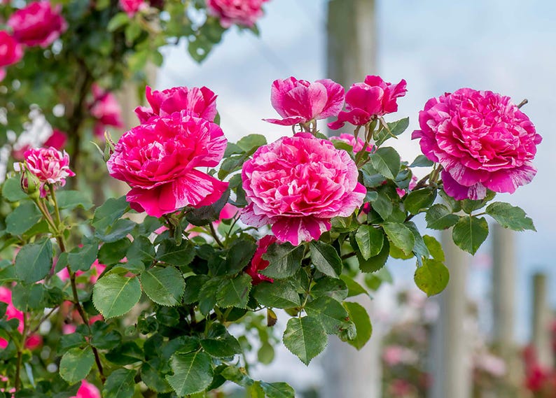 Ruby Pink Rose Color Vs Raspberry Multi Color Climbing Rose - Raspberry Cream Twist - Red, Pink and White ...
