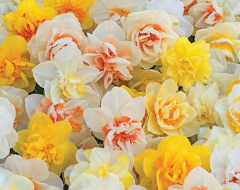 Narciso grande de doble flor Bulbos de flores esponjosas