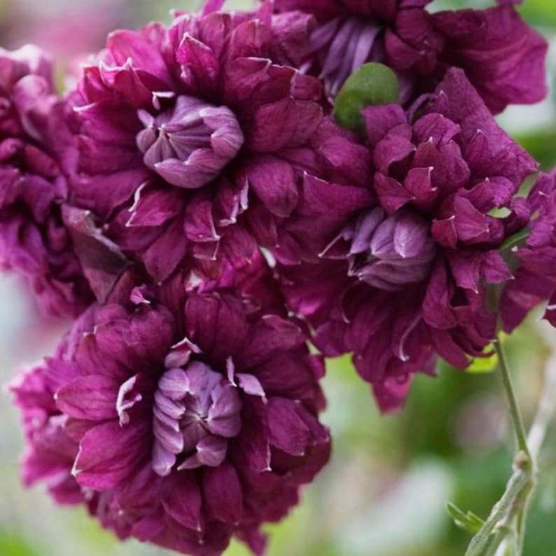 Clematis - Double Pink Magenta Flowering Vine Plant - Baby Rapunzel ...