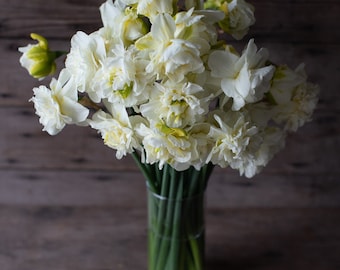 Narciso blanco de doble flor grande Bulbos de flores esponjosas