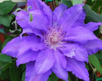 Clematis ‘Countess of Lovelace’: doble flor azul lavanda, reflorece, clemátide romántica de herencia.