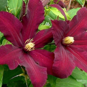 Clematis - darkest Red Flowering Vine Plant - Niobe - Red Wine