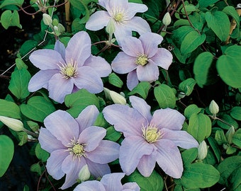 Clematis - Silver Moon / Mini Moon - Pale Lavender Large Flowers Realmdrop.Com