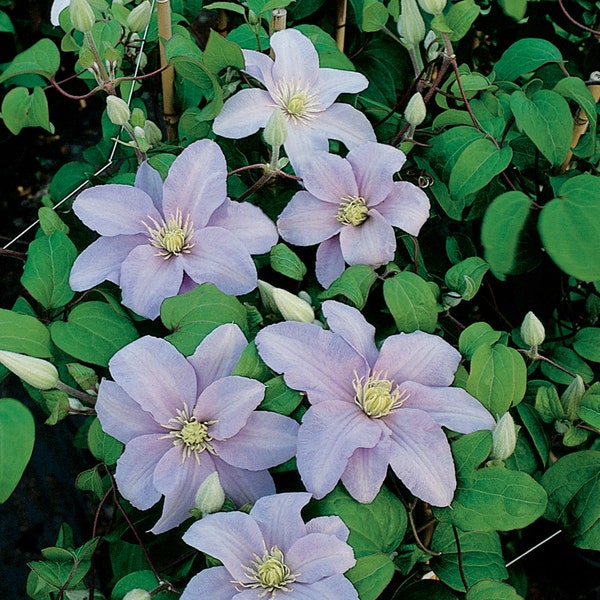 Clematis - Silver Moon / Mini Moon - Pale Lavender Large Flowers Realmdrop.Com