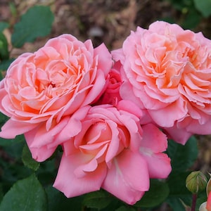 Può includere: Primo piano di diverse rose rosa in piena fioritura. I petali hanno una consistenza morbida e stratificata con una sfumatura di colori, che vanno dal rosa chiaro al pesca-arancio al centro. Sono visibili foglie verdi e un bocciolo.