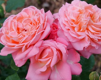Rose corail Reminiscent™ — Proven Winners® | Racine nue / Arbuste en pot