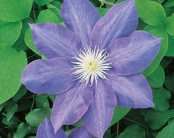 Clematis - 7 inch Lavender blue Flowering Vine Plant - Lavender Reign