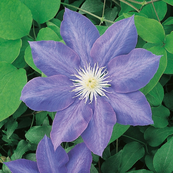 Clematis - 7 inch Lavender blue Flowering Vine Plant - Lavender Reign