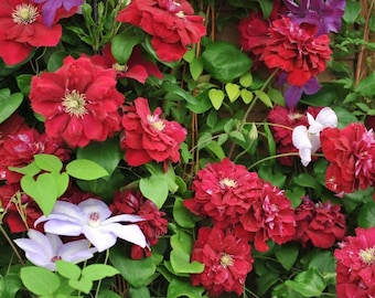 Clématite à fleurs doubles rouges - Blanche-Neige en robe de mariée rouge - plante vivante