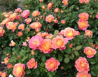 Galets fruités à croissance rapide Rosier grimpant - Fleurs à fleurs - Floraison constante et prolifique