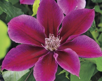 Clematis Flowering Vine Plant - amethyst ruby color changing