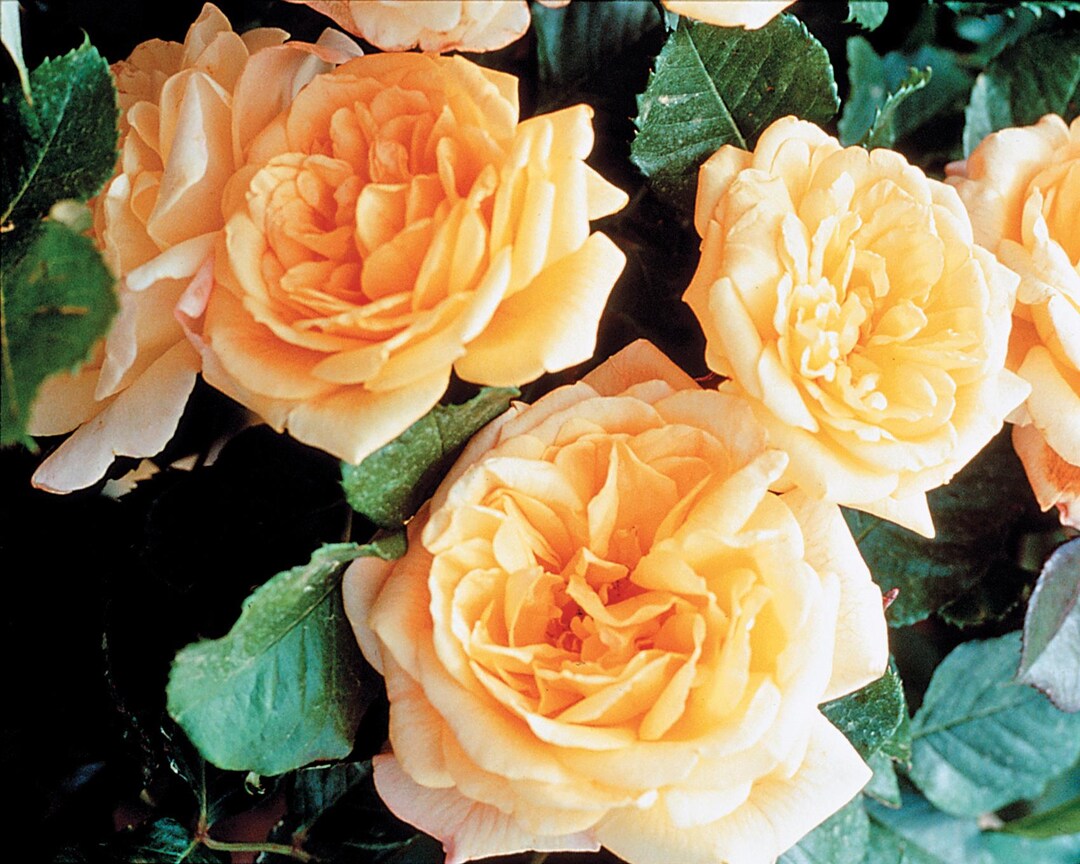 Garden Sun™ Climbing Rose – Golden Blooms With a Warm, Radiant Glow - Etsy