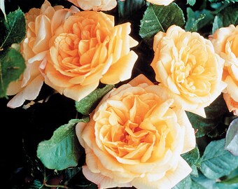 Rosier grimpant Garden Sun™ – Fleurs dorées avec une lueur chaude et radieuse