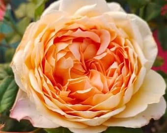 Tantau Lady Capri® Rose – Élégance crémeuse d'abricot avec un parfum intense