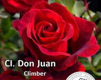Rosa Fragante Don Juan - Roja