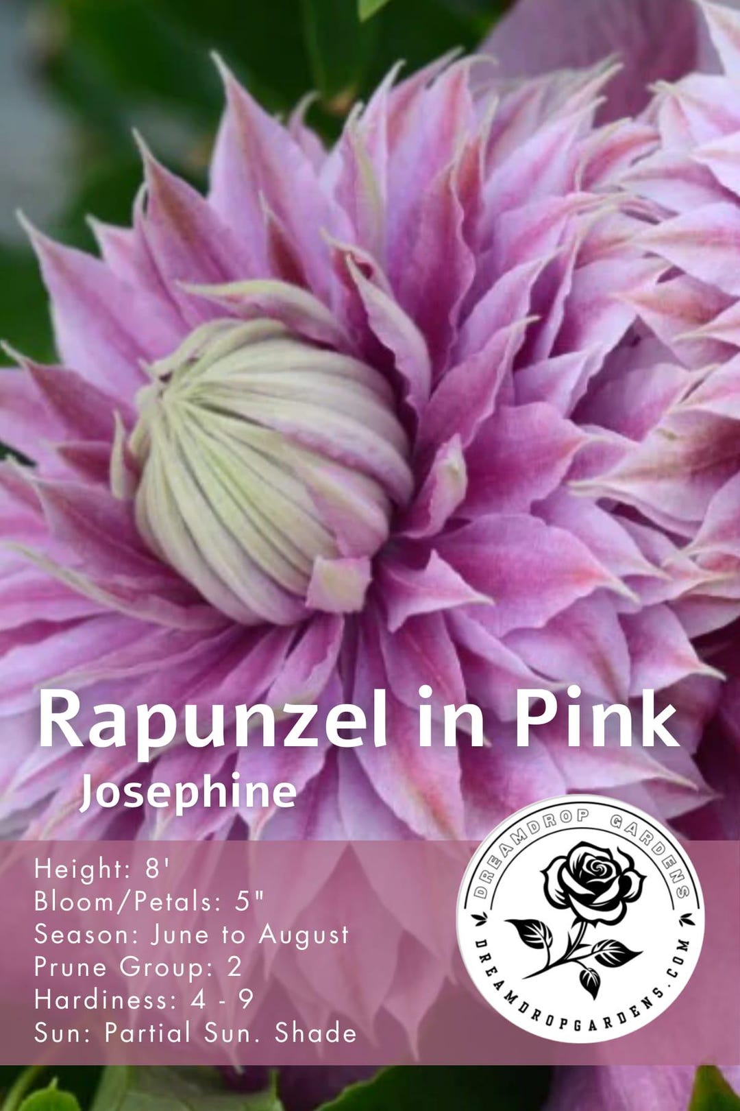 Clematis Flowering Vine Plant - Ruffle Bloom Pink Flowering Vine ...
