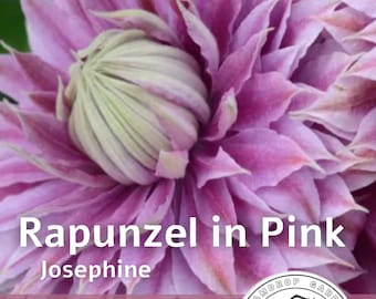 Clematis Flowering Vine Plant - Ruffle Bloom Pink Flowering Vine - Josephine