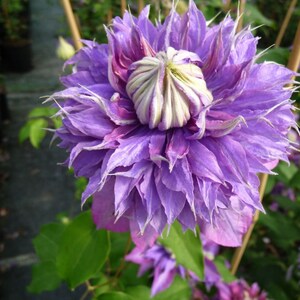 Clematis Flowering Vine Plant - Ruffle Bloom Violet Purple Flowering ...