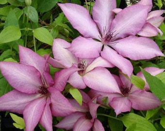 Clematis Flowering Vine Sleeping Beauty