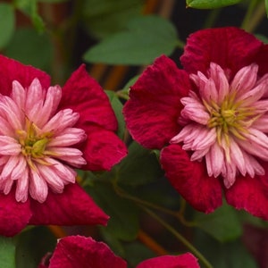 Clematis Flowering Vine Plant - Ruffle Bloom Red Pink Flowering Vine - Mulan