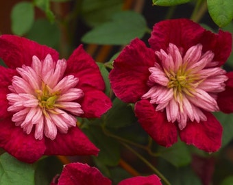 Clematis Flowering Vine Plant - Ruffle Bloom Red Pink Flowering Vine - Mulan