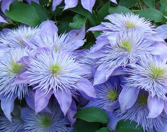 Clematis Flowering Vine Plant - Ruffle Bloom Pink Flowering Vine - blushing Rapunzel - live plant