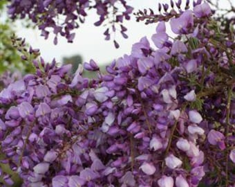 Wisteria chińska Cooke’a w kolorze fioletowym – fioletowe kaskady z rzadkim letnim bisem