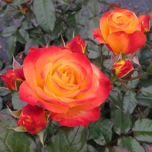 Oso Easy En Fuego Rose – Fiery Red-Orange Blooms, Bare Root Shrub