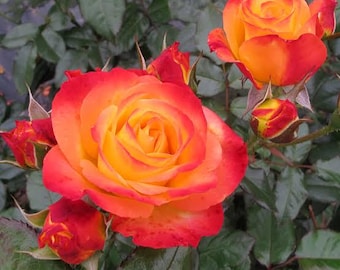 Oso Easy En Fuego Rose – Fiery Red-Orange Blooms, Bare Root Shrub