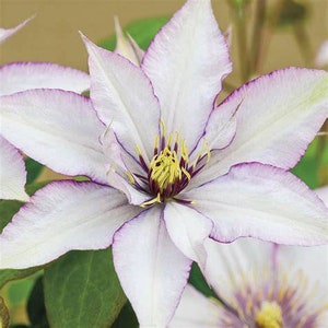 Clematis perennial flowering vine - Samaritan Jo - Elsa of Atahalan -