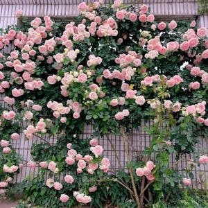 May include: A lush display of pink roses in full bloom, cascading over a trellis. The roses are a soft pink hue, with multiple blooms and green foliage. The image captures a vibrant floral arrangement.