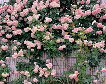 Rose grimpante Eden - pivoines romantiques en forme de coupe. Nombre élevé de pétales.