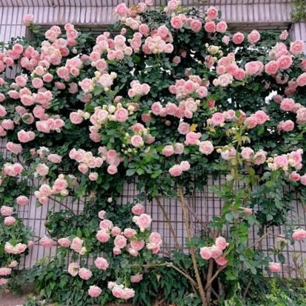 Eden Climbing Rose - romantic peony cupped flowers. High petal count