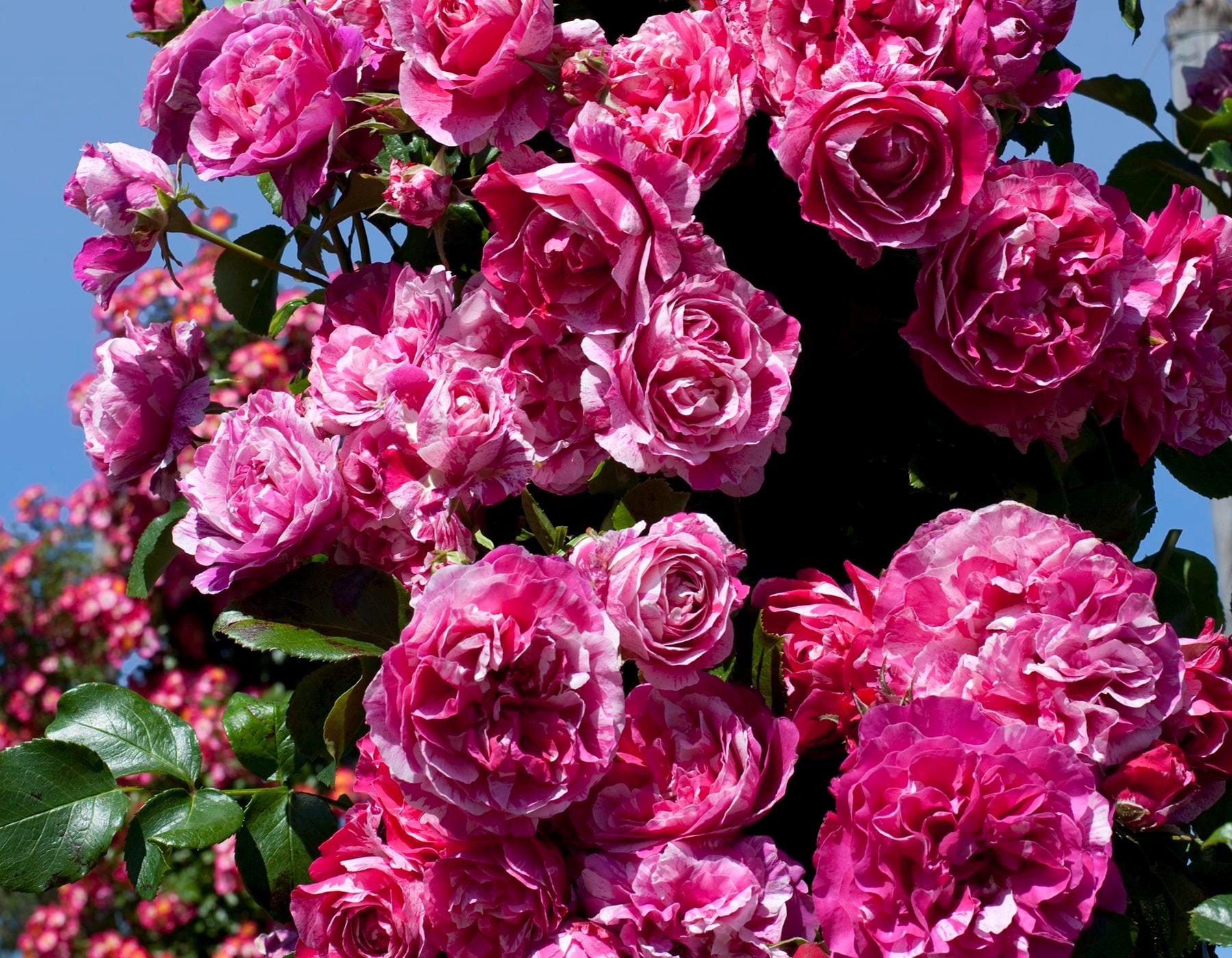 Ruby Pink Rose Color Vs Raspberry Multi Color Climbing Rose - Raspberry Cream Twist - Red, Pink and White ...