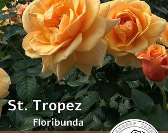 Rose à grandes fleurs parfumée intense - Saint-Tropez - Floribunda - Jaune orangé
