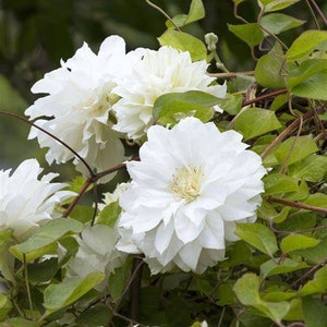 Gorgeous clematis flowering vine - double bloom white - snow white in wedding dress