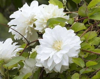 Preciosa enredadera de clemátide en flor, de doble floración blanca, blanca como la nieve en un vestido de novia.