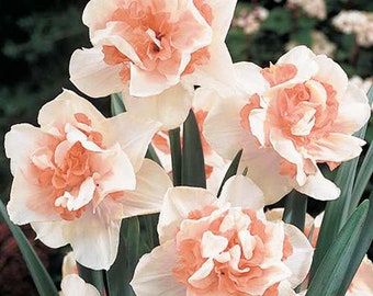 Narciso rosa de doble flor grande Bulbos de flores esponjosas