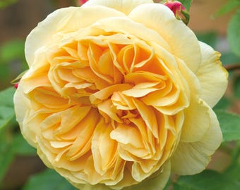 David Austin taquine la Géorgie