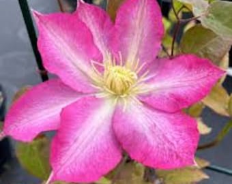 Clematis - Asao - Estrella Rosa, Flores Grandes Realmdrop.com - planta viva
