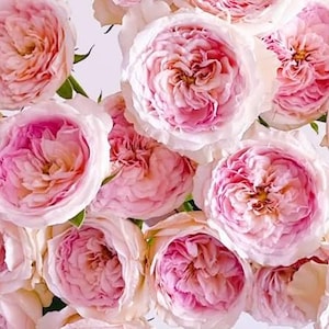 Puede incluir: Primer plano de varias rosas rosas y blancas. Las rosas tienen múltiples capas de pétalos, con los pétalos internos de un rosa más oscuro que los externos. Las flores están en plena floración, con algunos tallos verdes visibles.