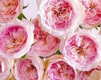 J'adore Creamy Peach Rose - Té híbrido, floristería de flores cortadas