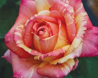 Peach Swirl™ Rose: tonos melocotón pictóricos con una presencia exuberante y fragante