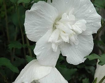 Proven Winners - Rose of Sharon - Mousseline de soie blanche
